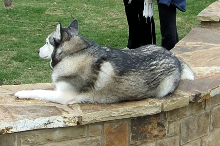 Wagging Tail Dog Park Opening 37.JPG